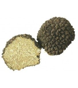 Fresh summer truffle Aestivum