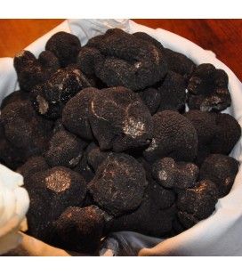 Fresh black truffle from Périgord 1st Category