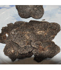 Plate of fresh truffle