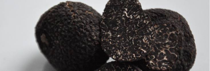 truffes noires du périgord
